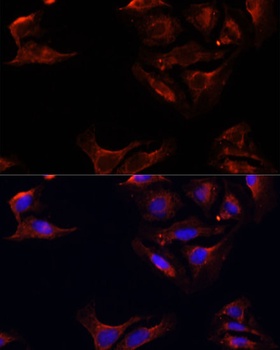 BAX Antibody