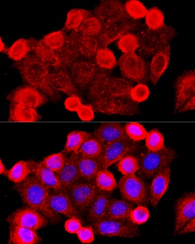 BAX Antibody