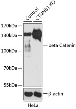 beta Catenin Antibody, KO Validated