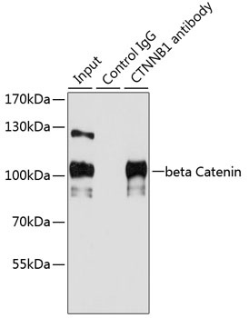 beta Catenin Antibody, KO Validated
