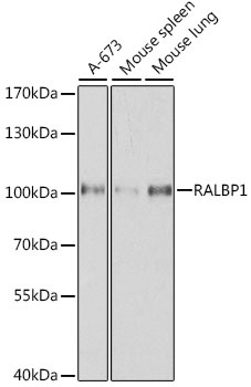 RALBP1 Antibody, KO Validated