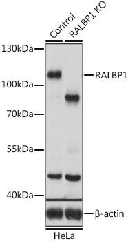 RALBP1 Antibody, KO Validated