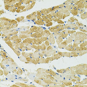 RALBP1 Antibody