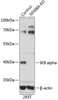 IKB alpha Antibody, KO Validated