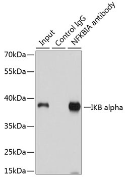 IKB alpha Antibody, KO Validated