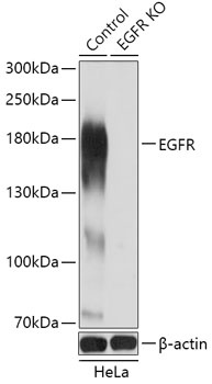 EGFR Antibody, KO Validated