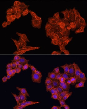 EGFR Antibody, KO Validated