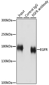 EGFR Antibody, KO Validated