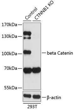 beta Catenin Antibody, KO Validated