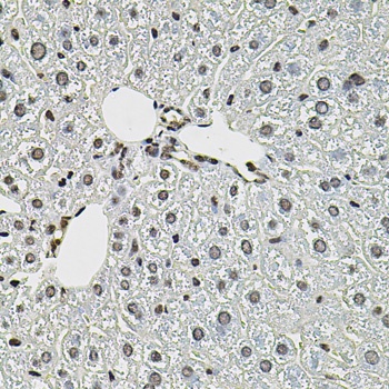 beta Catenin Antibody, KO Validated