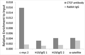 CTNNB1 Antibody