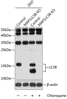 MAP1LC3A/MAP1LC3B Antibody