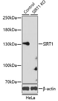 SIRT1 Antibody, KO Validated