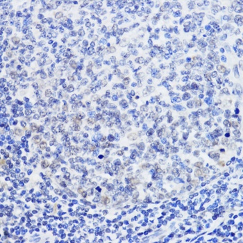 SIRT1 Antibody