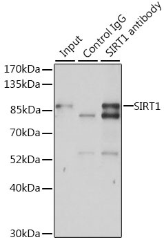 SIRT1 Antibody, KO Validated