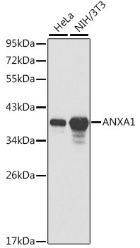 ANXA1 Antibody, KO Validated