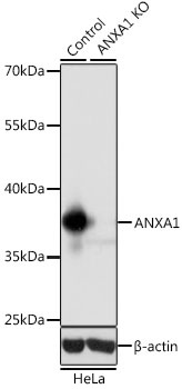 ANXA1 Antibody, KO Validated