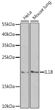 IL18 Antibody