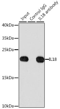 IL18 Antibody