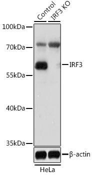 IRF3 Antibody, KO Validated