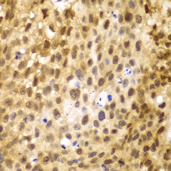 IRF3 Antibody, KO Validated