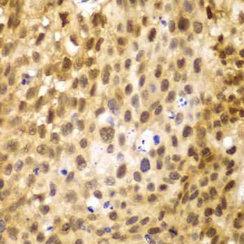 IRF3 Antibody