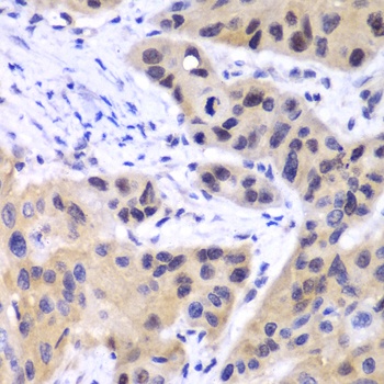 IRF3 Antibody, KO Validated