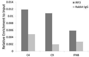 IRF3 Antibody, KO Validated