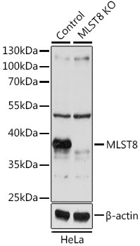 MLST8 Antibody, KO Validated