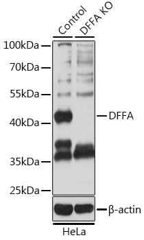 DFFA Antibody