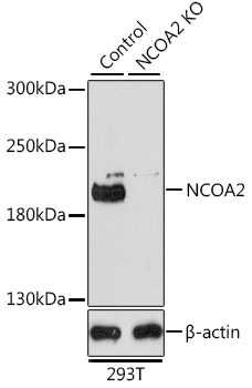 NCOA2 Antibody