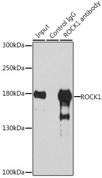 ROCK1 Antibody