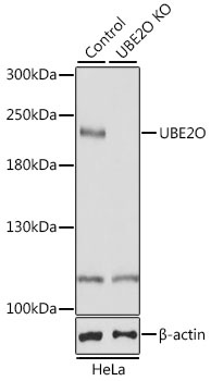 UBE2O Antibody, KO Validated