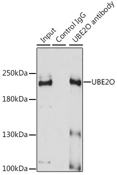 UBE2O Antibody