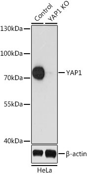 YAP1 Antibody