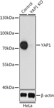 YAP1 Antibody, KO Validated