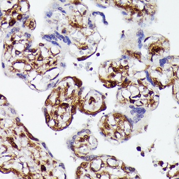YAP1 Antibody, KO Validated