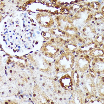 YAP1 Antibody, KO Validated