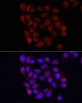 YAP1 Antibody, KO Validated