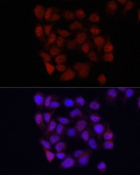 YAP1 Antibody