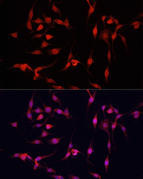 YAP1 Antibody, KO Validated