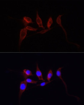 YAP1 Antibody, KO Validated