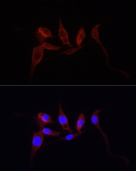 YAP1 Antibody