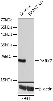PARK7 Antibody, KO Validated