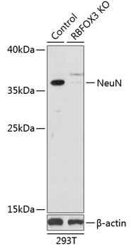 NeuN Antibody, KO Validated