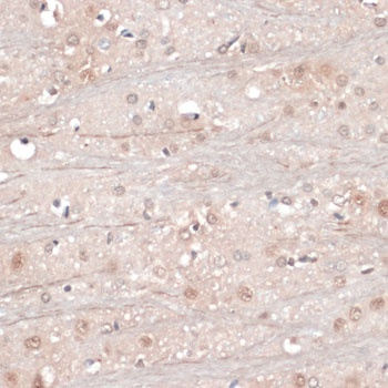 NeuN Antibody, KO Validated
