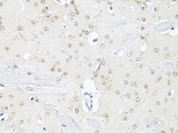 NeuN Antibody, KO Validated