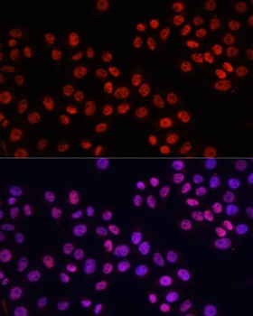 NeuN Antibody, KO Validated