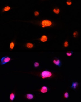 NeuN Antibody, KO Validated