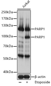 PARP1 Antibody
